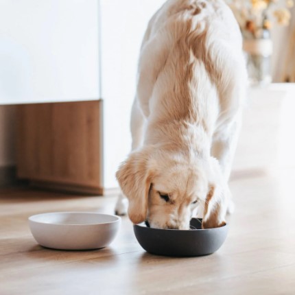 District 70 BAMBOO Dog Bowl - Small - Merengue