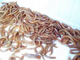 [20649] # LB diepvries grote wasmotlarven 1ltr