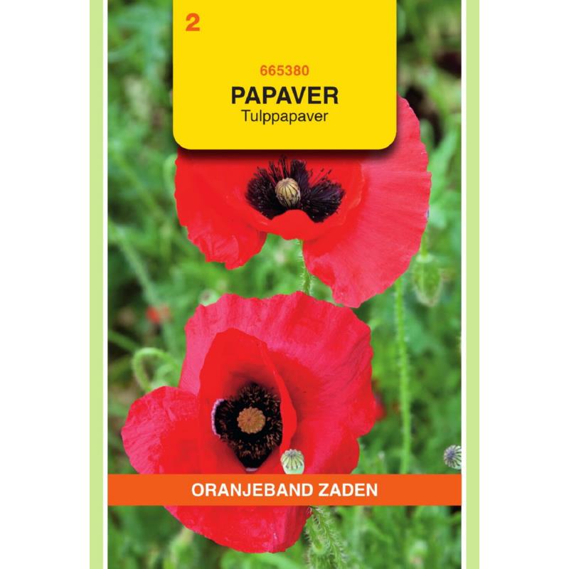 OBZ Papaver, Tulppapaver