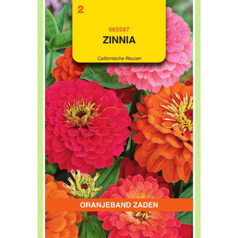 [665587] OBZ Zinnia Californische Reuzen gemengd