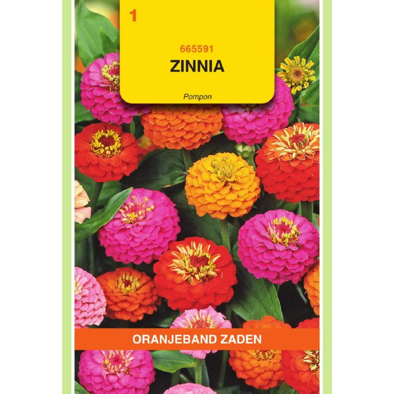 OBZ Zinnia Pompon gemengd