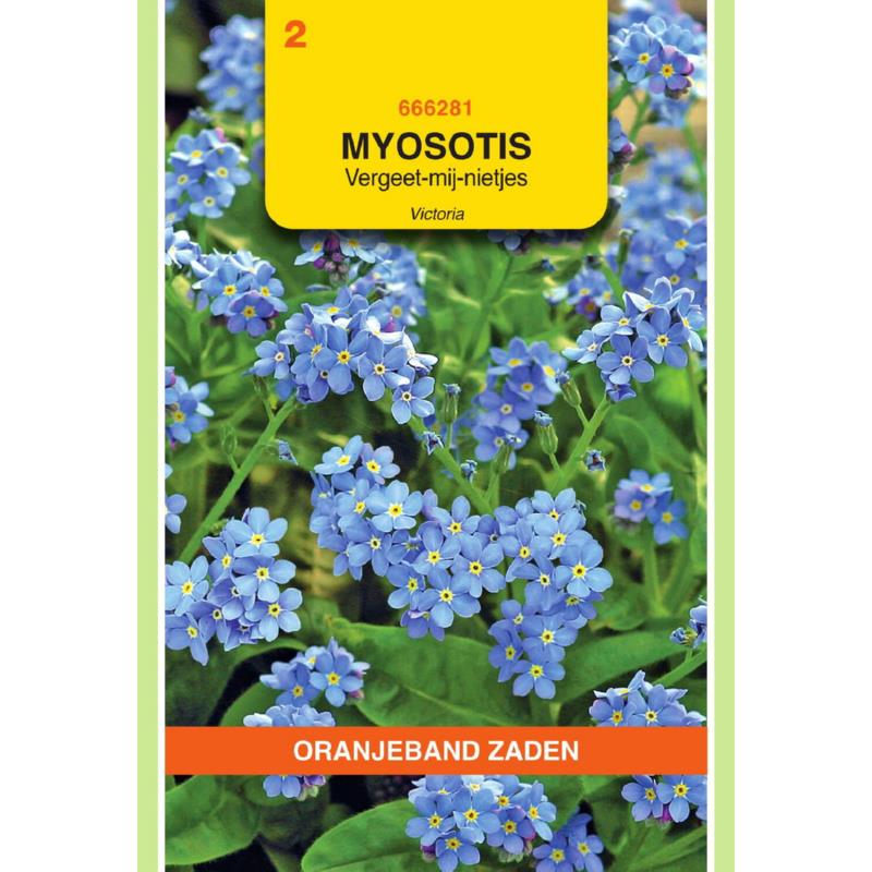 OBZ Myosotis, Vergeet-mij-niet Victoria, blauw