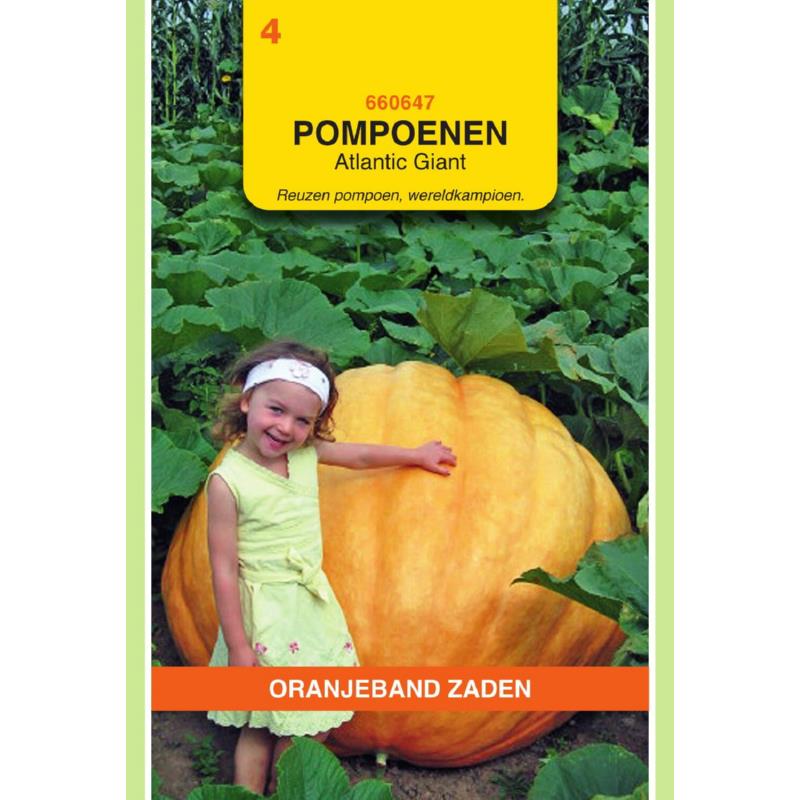 OBZ Pompoenen Atlantic Giant