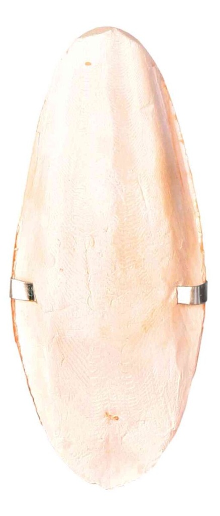 SEPIA SCHELP BIRDIE GEEL 12CM